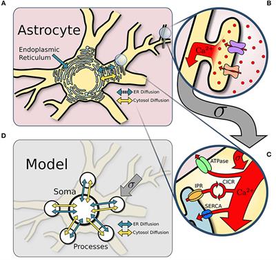 A Compartmental Model to Investigate Local and Global Ca2+ Dynamics in Astrocytes